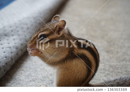 Chipmunks eat food 136303389