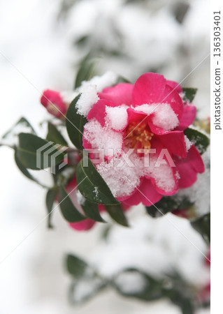 Snow-covered camellia Snow-covered camellia 136303401