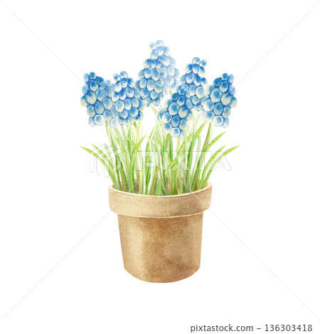 Blue muscari flowers in a clay pot. Hand drawn watercolor illustration, isolated. Pastel clip art for cards for March 8th, Easter, birthdays, invitations and posters. Blue muscari flowers in a clay pot. Hand drawn watercolor illustration, isolated. Pastel clip art for cards for March 8th, Easter, birthdays, invitations and posters. 136303418