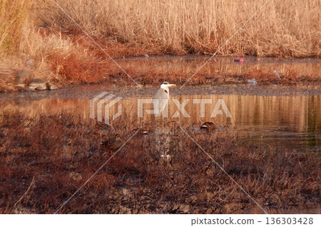 水鳥在池塘里游泳 水鳥在池塘里游泳 136303428