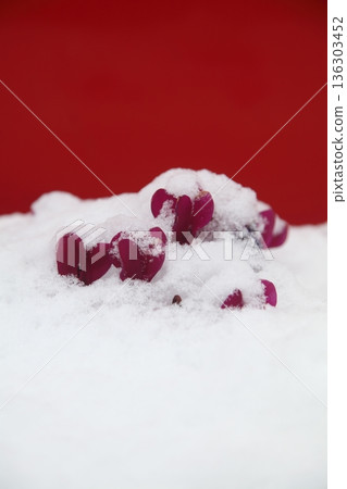 Snow-covered cyclamen 136303452