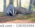 Front view of pair of European badgers walking in the forest. 136303494