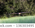 Golden eagle is flying low over a summer meadow against the camera. 136303495