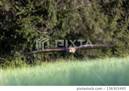 Golden eagle is flying low over a summer meadow against the camera. 136303495