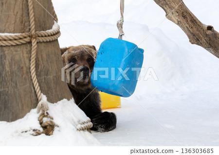Ezo brown bear playing in the snow Ezo brown bear playing in the snow 136303685