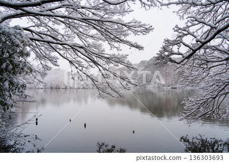 雪山寶雞池 雪山寶雞池 136303693