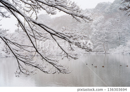雪山寶雞池 136303694