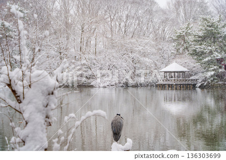 Snow-covered Sanboji Pond, gazebo and grey heron 136303699