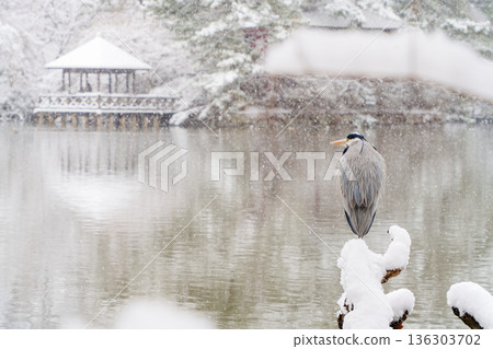 白雪覆蓋的三寶池、涼亭和蒼鷺 白雪覆蓋的三寶池、涼亭和蒼鷺 136303702