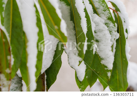 綠葉上積雪 綠葉上積雪 136303711