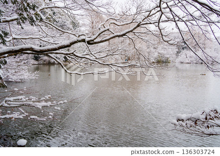 雪山寶雞池 雪山寶雞池 136303724