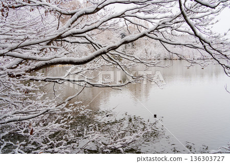 雪山寶雞池 雪山寶雞池 136303727