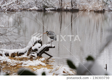 積雪覆蓋的三寶地池和蒼鷺 積雪覆蓋的三寶地池和蒼鷺 136303730