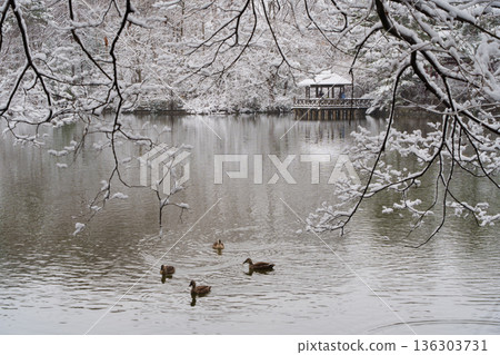 雪中的三寶寺池塘涼亭和鴨子 雪中的三寶寺池塘涼亭和鴨子 136303731
