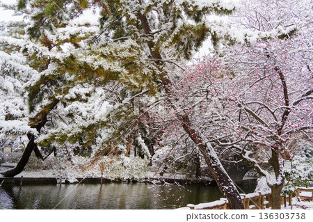 Snow-covered Shakujii Park and plum blossoms 136303738