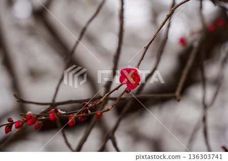 雪和梅 136303741
