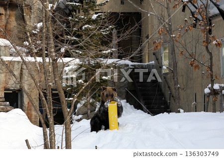 A brown bear playing in the snow A brown bear playing in the snow 136303749