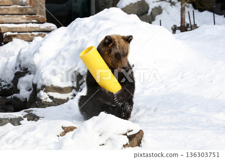 一隻棕熊在雪地裡玩耍 136303751