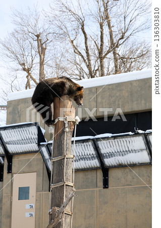 A brown bear climbing a tree 136303810