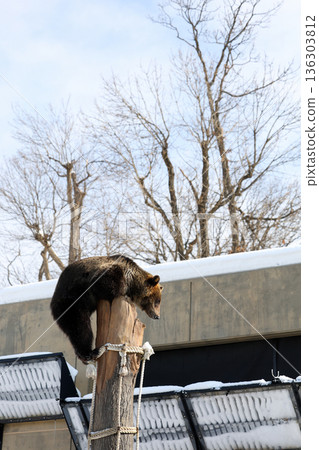 A brown bear climbing a tree A brown bear climbing a tree 136303812