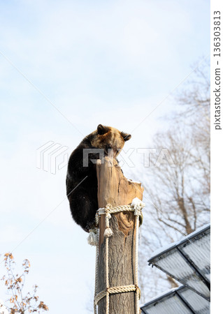 A brown bear climbing a tree 136303813