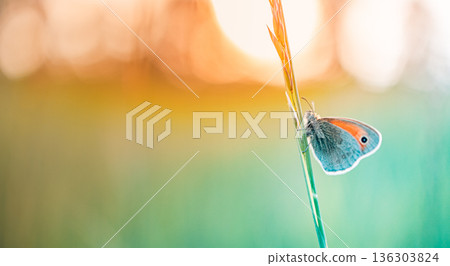 Stunning sunset butterfly grass meadow field. Amazing nature colorful background 136303824