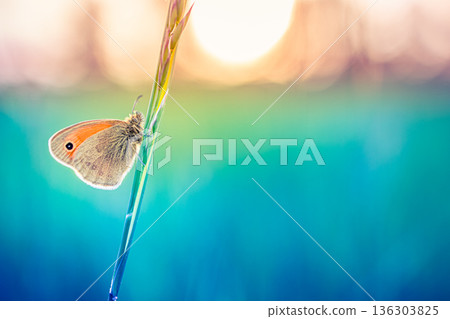Stunning butterfly on grass meadow at sunset. Amazing nature colorful calm view 136303825