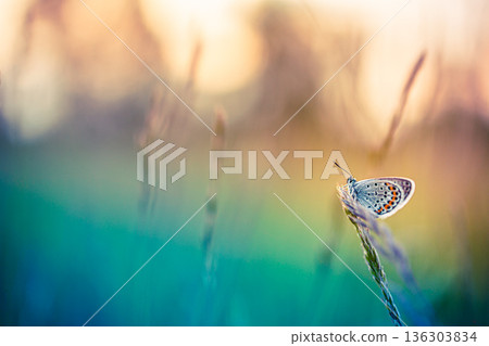 Stunning sunset butterfly on spring field. Gorgeous meadow rays colorful relax 136303834