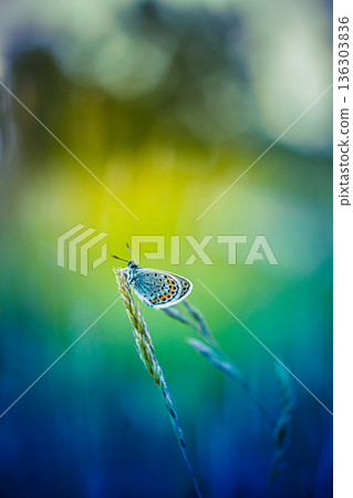 Gorgeous sunset butterfly in summer field. Colorful rays amazing peaceful calm 136303836