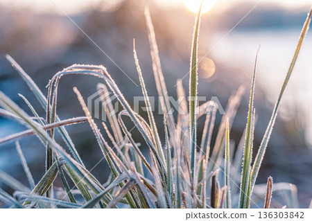 Frozen grass melting in spring nature. Artistic winter to spring closeup view 136303842