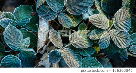 Serene green leaves with frosty edges. Beautiful nature closeup spring morning Serene green leaves with frosty edges. Beautiful nature closeup spring morning 136303845