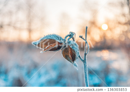 Frozen floral bud seeds in warm sunset. Blurred snowy nature landscape scenery 136303853