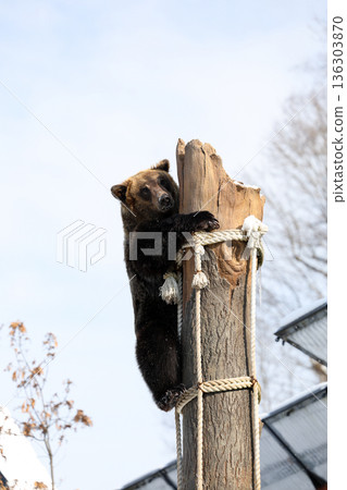 Ezo brown bear in the snow 136303870