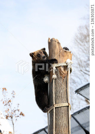 Ezo brown bear in the snow Ezo brown bear in the snow 136303871
