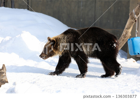 Ezo brown bear in the snow 136303877