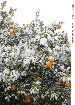 Snow-covered hassaku oranges 136303886