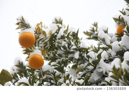 Snow-covered hassaku oranges Snow-covered hassaku oranges 136303889
