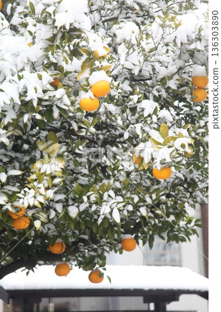 Snow-covered hassaku oranges Snow-covered hassaku oranges 136303890