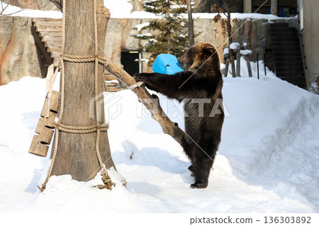 A brown bear playing in the snow A brown bear playing in the snow 136303892