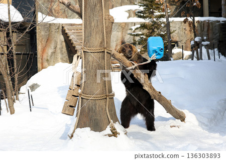 一隻棕熊在雪地裡玩耍 136303893