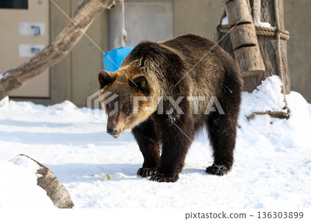 A brown bear playing in the snow A brown bear playing in the snow 136303899