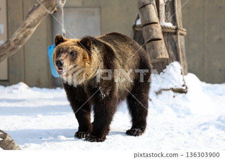 A brown bear playing in the snow A brown bear playing in the snow 136303900