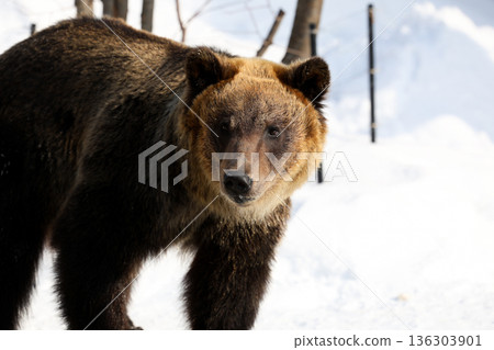A brown bear playing in the snow A brown bear playing in the snow 136303901