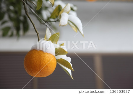 Snow-covered hassaku oranges Snow-covered hassaku oranges 136303927