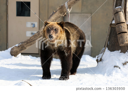 Ezo brown bear in the snow Ezo brown bear in the snow 136303930