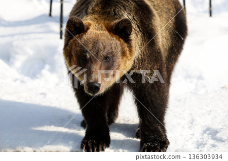 Ezo brown bear in the snow Ezo brown bear in the snow 136303934