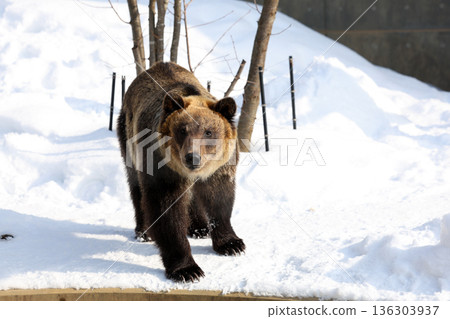 Ezo brown bear in the snow Ezo brown bear in the snow 136303937