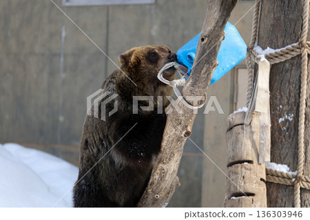 A brown bear playing in the snow A brown bear playing in the snow 136303946