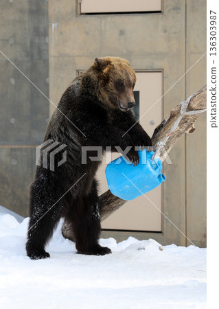 A brown bear playing in the snow 136303987