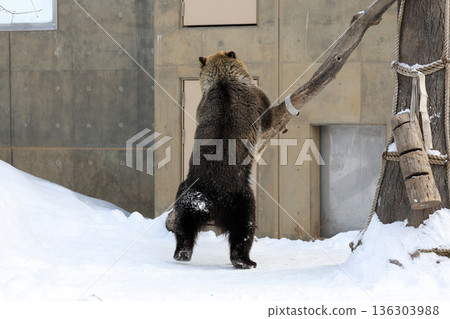 A brown bear playing in the snow A brown bear playing in the snow 136303988
